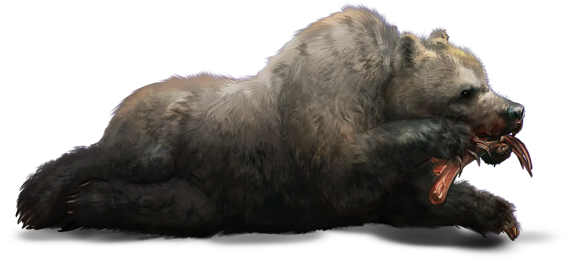 Bear Raised on One Side